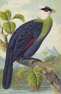 Corythaix Leucolopha [1871] by Thomas Waterman Wood [1823–1903]